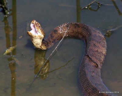 Western Cottonmouth, Muskogee Co, OK, 5-2-14, Jp_11206.JPG
