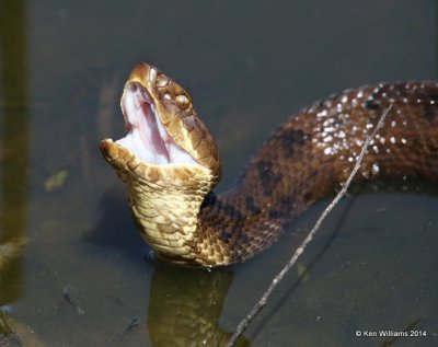 Western Cottonmouth, Muskogee Co, OK, 5-2-14, Jp_11207.JPG
