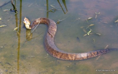 Western Cottonmouth, Muskogee Co, OK, 5-2-14, Jp_11211.JPG