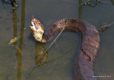 Western Cottonmouth, Muskogee Co, OK, 5-2-14, Jp_11213.JPG