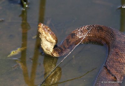 Western Cottonmouth, Muskogee Co, OK, 5-2-14, Jp_11221.JPG