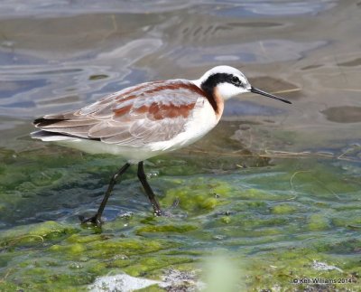 Wilson's Phalarope female, Tulsa Co, OK, 5-1-14, Jp_10799.JPG