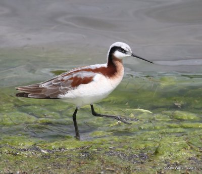 Wilson's Phalarope female, Tulsa Co, OK, 5-1-14, Jp_10841.JPG
