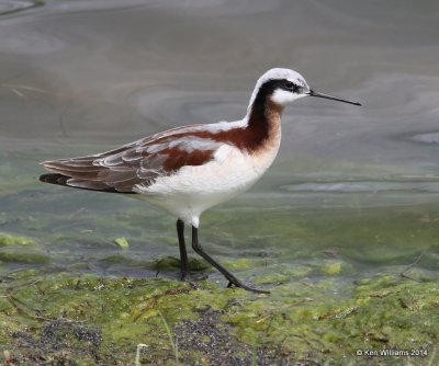 Wilson's Phalarope female, Tulsa Co, OK, 5-1-14, Jp_10843.JPG