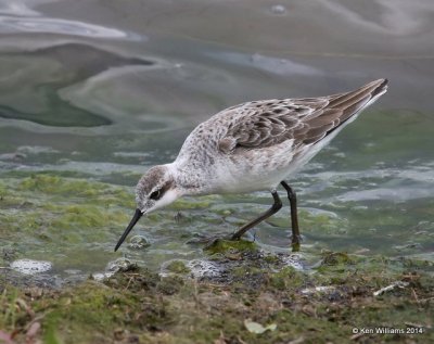 Wilson's Phalarope male, Tulsa Co, OK, 5-1-14, Jp_10793.JPG