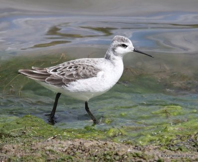 Wilson's Phalarope male, Tulsa Co, OK, 5-1-14, Jp_10838.JPG