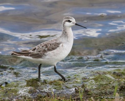 Wilson's Phalarope male, Tulsa OK, 5-1-14, Jp_10803.JPG