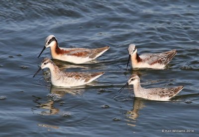 Wilson's Phalarope, Tulsa Co, OK, 5-5-14, Jp_12107.JPG