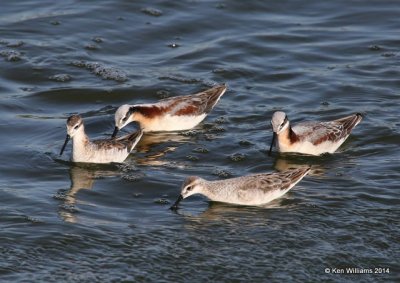 Wilson's Phalarope pairs, Tulsa Co, OK, 5-5-14, Jp_12111.JPG