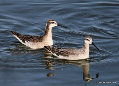 Wilson's Phalarope males, Tulsa Co, OK, 5-5-14, Jp_12157.JPG