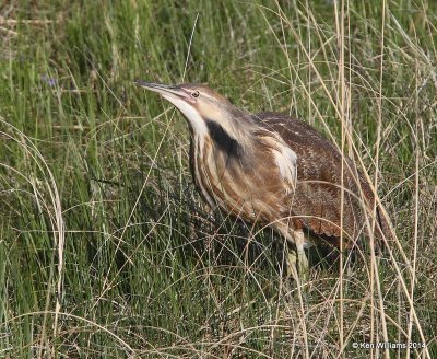 American Bittern, SW of Carringon, ND, 6-9-14, Jp_013340.JPG