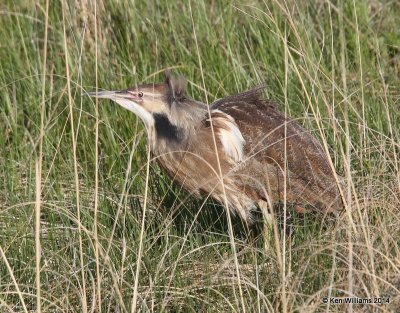 American Bittern, SW of Carringon, ND, 6-9-14, Jp_013364.JPG