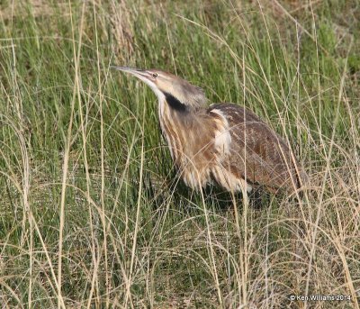 American Bittern, SW of Carringon, ND, 6-9-14, Jp_013375.JPG