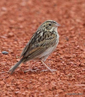 :Baird's Sparrow: