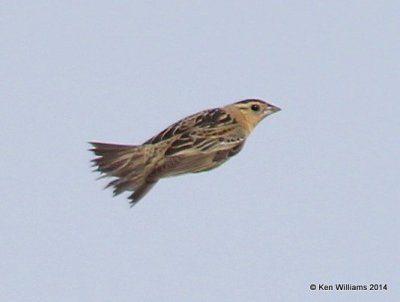 Bobolink female, SE of Carringon, ND, 6-9-14, Jap_012841.JPG