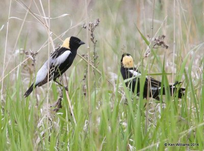Bobolink male, SW of Carrington, ND, 6-9-14, Jp_013963.JPG