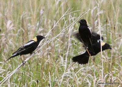 Bobolink male, SW of Carrington, ND, 6-9-14, Jp_013996.JPG