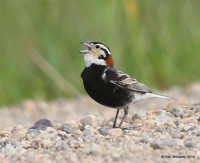 Chestnut-collarded Longspur