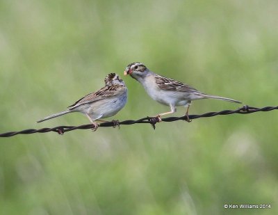 Clay-colored Sparrows, SE of Carringon, ND, 6-9-14, Jap_012883.JPG