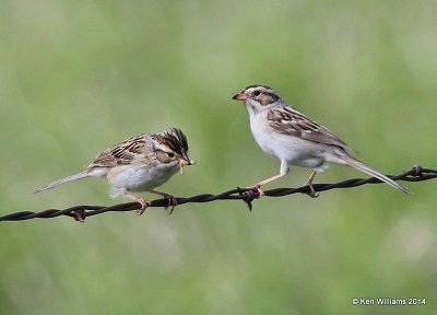 Clay-colored Sparrows, SE of Carringon, ND, 6-9-14, Jap_012886.JPG