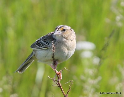 Grasshopper Sparrow, Little Missouri National Grassland, Medora, ND, 6-12-14, Jp_014411.JPG