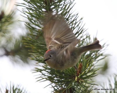 Ruby-crowned Kinglet male, Mammoth Hot Springs, Yellowstone Nat. Park, WY, 6-18-14, Jap_016154.JPG