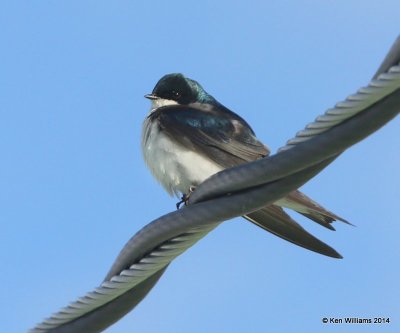 Tree Swallow, Yellowstone Nat. Park, WY, 6-18-14, Jp_016145.JPG