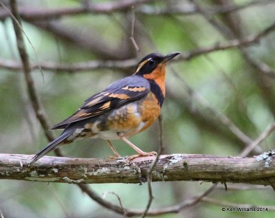 Varied Thrush