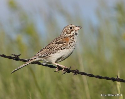 :Vesper Sparrow: