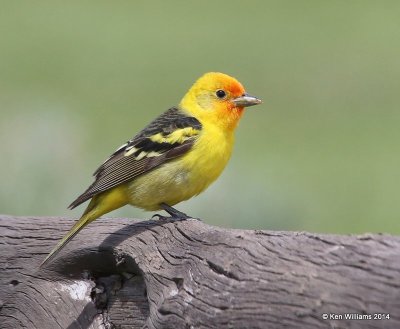 :Western Tanager: