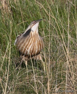 American Bittern, SW of Carringon, ND, 6-9-14, Jp_013384.JPG