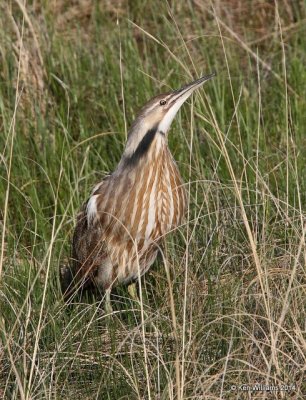 American Bittern, SW of Carringon, ND, 6-9-14, Jp_013393.JPG