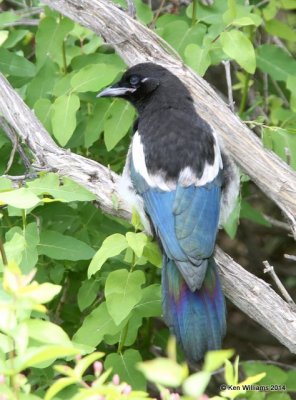 Black-billed Magpie