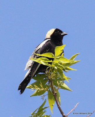 Bobolink male, SE of Carringon, ND, 6-9-14, Jp_012966.JPG