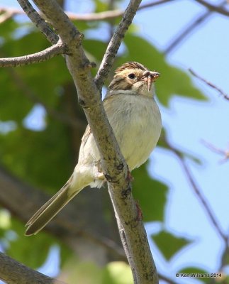 Clay-colored Sparrow, SE of Carringon, ND, 6-9-14, Jp_013028.JPG
