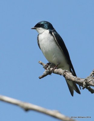 Tree Swallow, SE of Carringon, ND, 6-9-14, Jp_013018.JPG