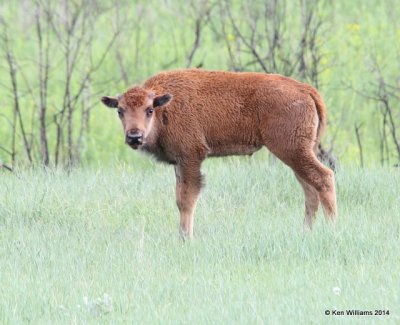 American Bison calf, Theodore Roosevelt National Park, Medora, ND, 6-11-14, Jp_014300.JPG