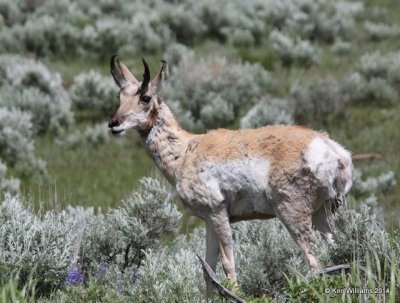 Pronghorn Antelope, Yellowstone Nat. Park, WY, 6-19-14, Jp_016490.JPG