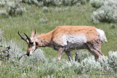 Pronghorn Antelope, Yellowstone Nat. Park, WY, 6-19-14, Jp_016495.JPG