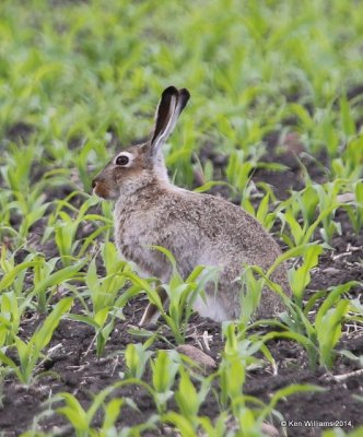 White-tailed Jackrabbit, SW of Carrington, ND, 6-9-14, Jp_014132.JPG