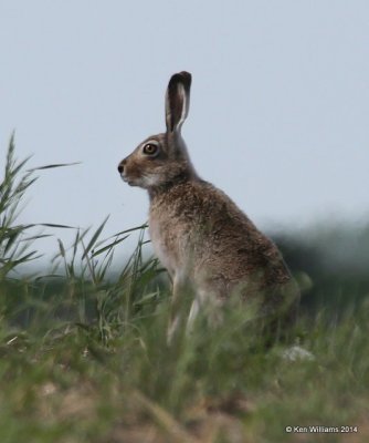 White-tailed Jackrabbit, SW of, Carringon, ND, 6-9-14, Jp_013261.JPG
