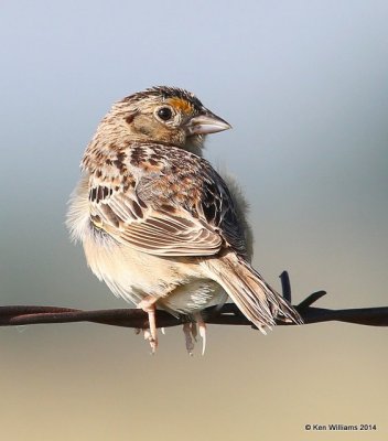 Grasshopper Sparrow, TNC Tallgrass Prairie Preserve, Osage County, OK, 5-30-14, Jp_14118.JPG