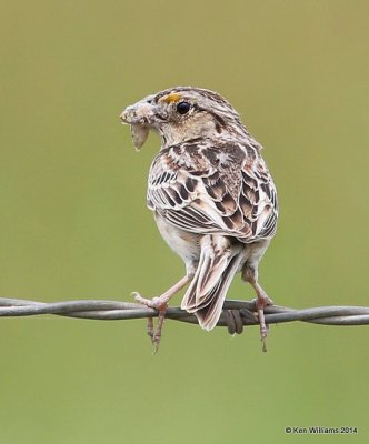 Grasshopper Sparrow, TNC Tallgrass Prairie Preserve, Osage County, OK, 5-30-14, Jpa_14862.JPG
