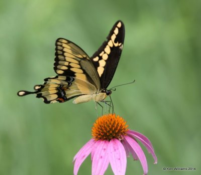 Giant Swallowtail