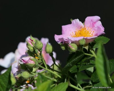 Wild Rose, Muskogee Co, OK, 6-3-14, Jp_15414.JPG