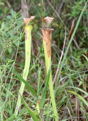 Green Pitcher Plant, Francis Marion National Forest, SC, 8-10-14,  Jp_020005.JPG