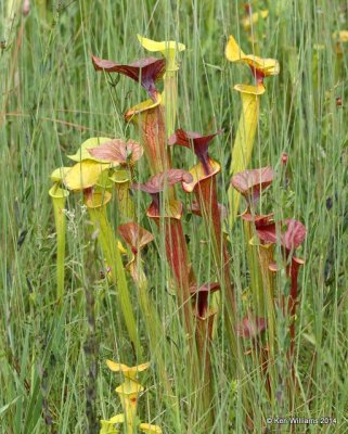Green Pitcher Plant, Francis Marion National Forest, SC, 8-10-14,  Jp_020085.JPG