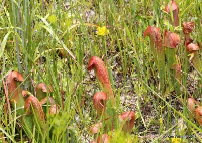 Sweet Pitcher Plant, Francis Marion National Forest, SC, 8-10-14,  Jp_020039.JPG