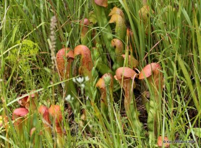Sweet Pitcher Plant, Francis Marion National Forest, SC, 8-10-14,  Jp_020048.JPG