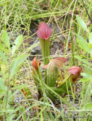 Sweet Pitcher Plant, Francis Marion National Forest, SC, 8-10-14,  Jp_020051.JPG
